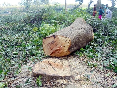illigal felling of tree.