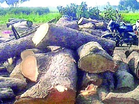 Green trees are being cut indiscriminately