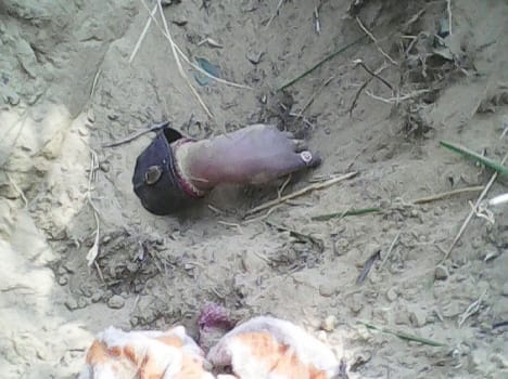 For two days the bodies of female dogs are Noncte
