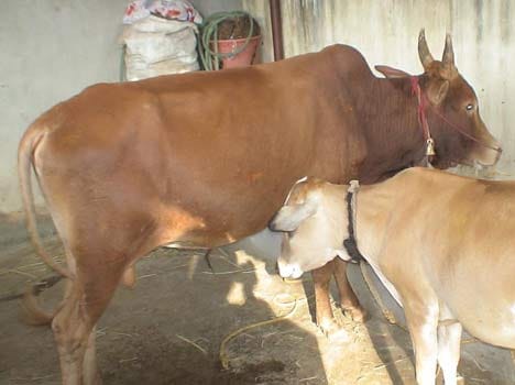 numbers of desi cow's are low