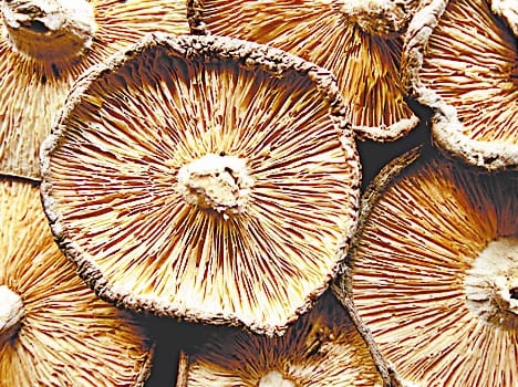 cultivation of mushroom at home which is useful for cancer patients.