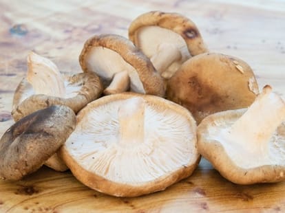 cultivation of mushroom at home which is useful for cancer patients.