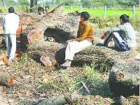 Hatchet blows on trees, greenery is disappearing