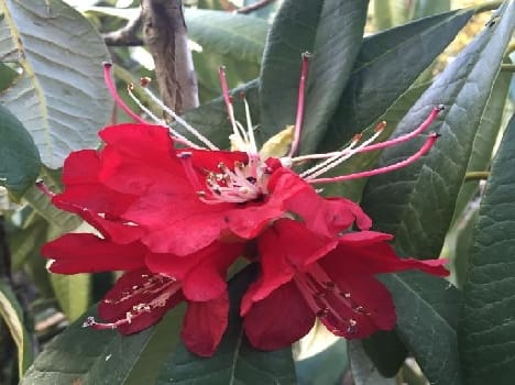  In January of March bloom Buransh