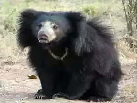bear