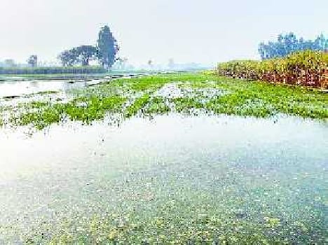 Two hundred acres on farming crisis looms