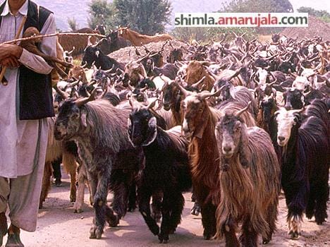 maghi festival celebration in sirmaur, himachal.