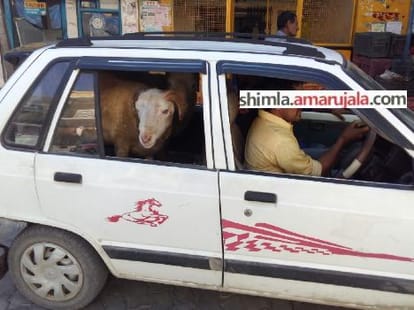 maghi festival celebration in sirmaur, himachal.