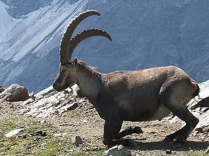 Girls set a example in lahaul spiti to stop hunting of ibex in lahaul spiti himachal pradesh