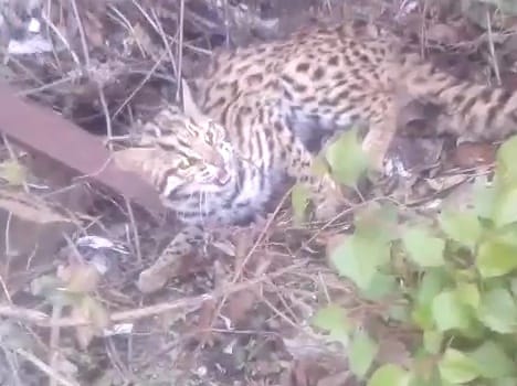 Leopard cub captured by punjab tourists in Dharamshala
