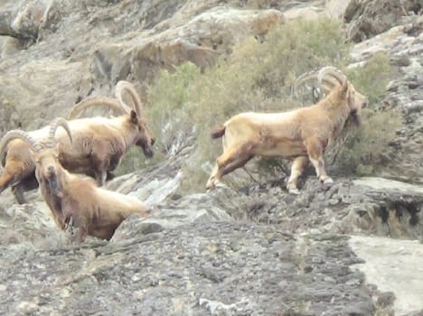 Girls set a example in lahaul spiti to stop hunting of ibex in lahaul spiti himachal pradesh