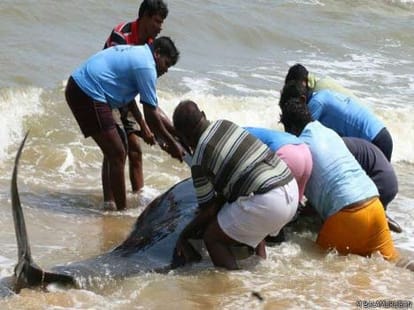 45 whales died in tamilnadu