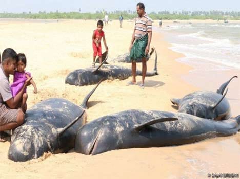 45 whales died in tamilnadu