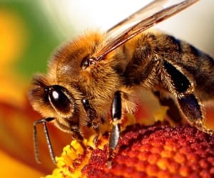 Rajasthan: one killed in bee attack