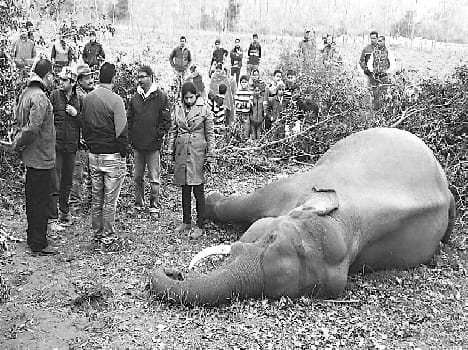 Elephant's death