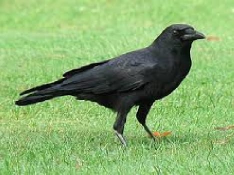 Crow's beak head shot sent the message of death