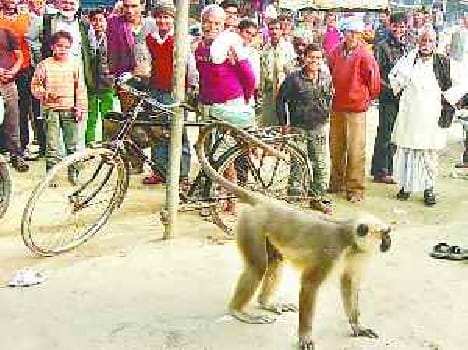monkey's attack on two boys