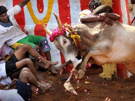 Why political parties taking interest in Jallikattu ban