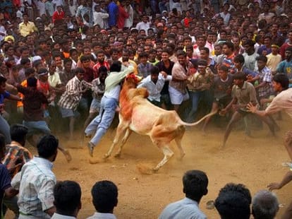 Why political parties taking interest in Jallikattu ban