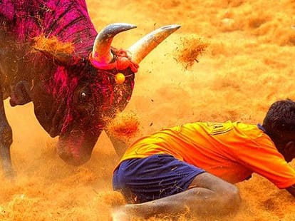 Why political parties taking interest in Jallikattu ban