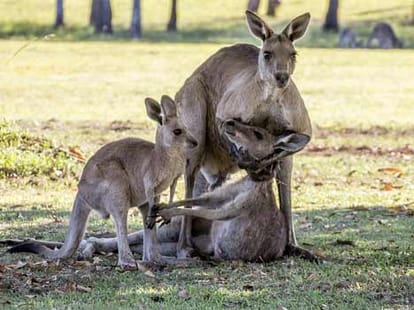 kangaroo was trying to mate with his dead partner, says expert