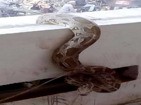 Python showing the city, stirred