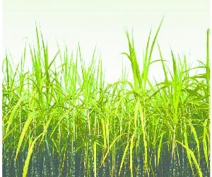 Declared price of sugarcane at Rs 350