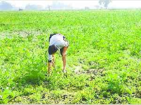 weather pleasant for rabi crops