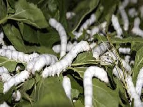 Silk production increased earnings