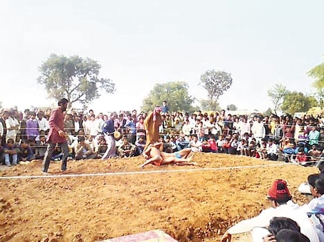 aju has Devraj wrestler Heads