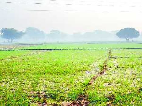 Changing weather expected surge in Anndataon