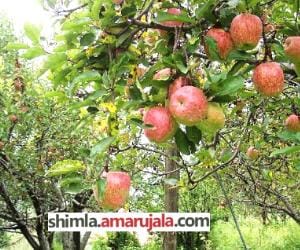 without rain and snow, apple producers feeling tention