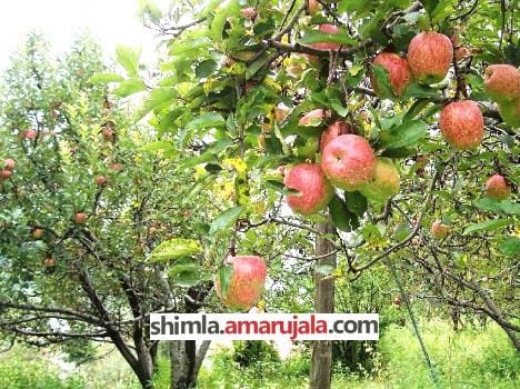 No snowfall in himachal can effect apple crop.