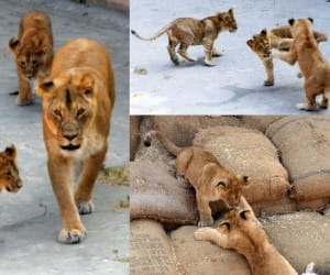 Akhilesh 's lion , will no longer stack