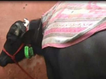 government made a plan to bring milk to the houses in up 
