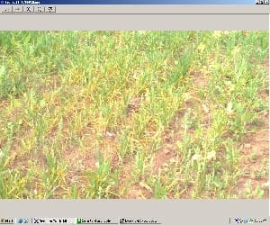 wheat