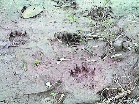 Charroh leopard claw marks appeared, horror