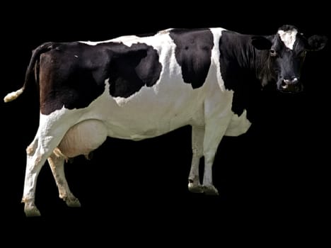 road jam, cows death matter