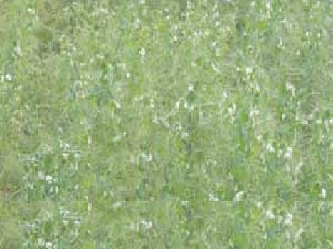 The risk of disease in peas Mriduromil