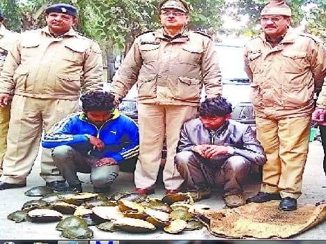 222 with the three accused was finally picked Turtles