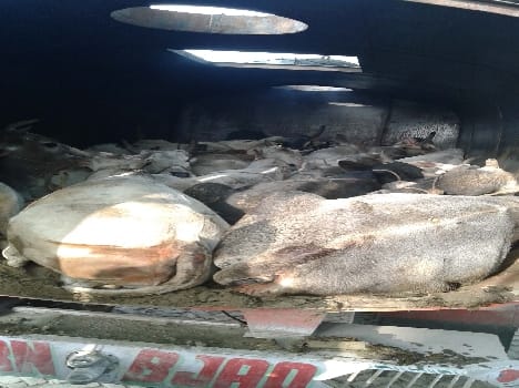 Tanker seized 17 live animals
