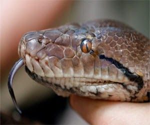 snake charmers will get permanant job in janeshwar park