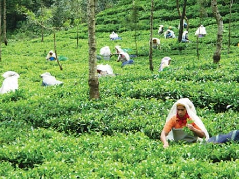cultivation of AB-two variety tea will give you huge profit.