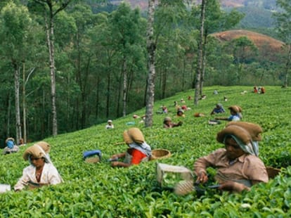 cultivation of AB-two variety tea will give you huge profit.