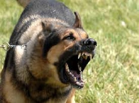 dog bite brutely a child, died