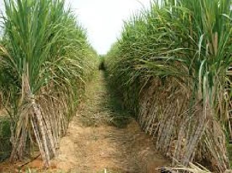 sugarcane price in up