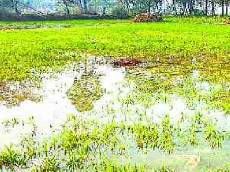 Fermentable canal cut the track, steeped wheat crop