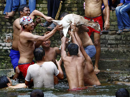 Cruel games that use animals for entertainment