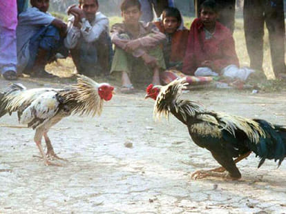 Cruel games that use animals for entertainment