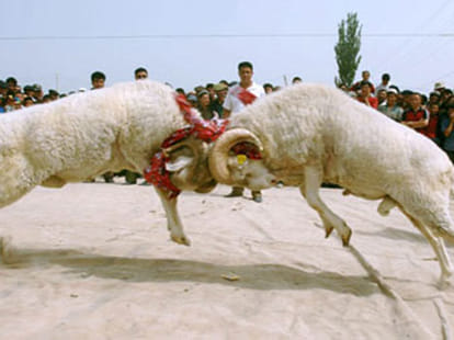 Cruel games that use animals for entertainment